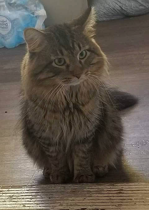 Hendrix is registered to the contest to win money with this photo: carnivore, cat, domestic_short_haired_cat, felidae, flooring, fur, grey, hardwood, paw, road_surface, sitting, small_to_medium_sized_cats, snout, tail, terrestrial_animal, whiskers, window, wood