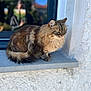 Chewie a rejoint le concours — aidez-le/la à gagner de superbes lots ! cat, fluffy, windowsill, reflection, window, outdoor, animal, pet, feline, brown, black, fur, portrait, sitting, looking, daylight, blurred_background, quiet, calm, domestic