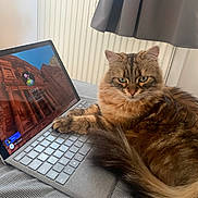 Chewie participe au concours pour gagner de l'argent avec cette photo : cat, tabby_cat, laptop, keyboard, indoor, pet, feline, computer, screen, login_page, bed, curtain, radiator, fur, tail, resting, close_up, domestic_animal, technology, cozy
