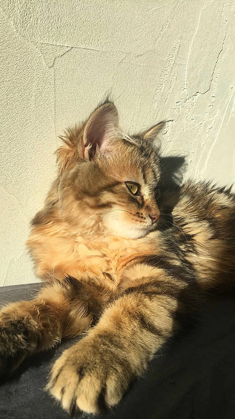 Chewie a rejoint le concours — aidez-le/la à gagner de superbes lots ! cat, tabby, feline, fluffy, pet, animal, sunlight, relaxed, laying_down, whiskers, ears, paw, fur, closeup, indoor, shadow, texture, wall, resting, cute