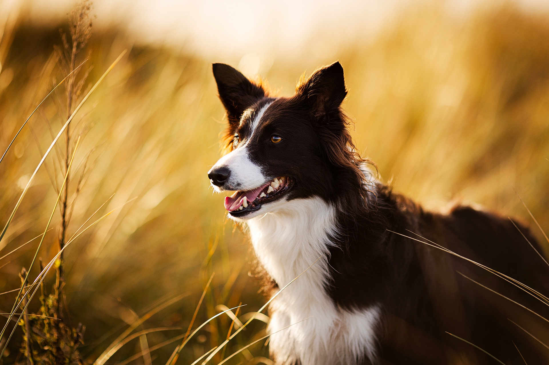Arwen a rejoint le concours — aidez-le/la à gagner de superbes lots ! dog, border_collie, animal, pet, outdoor, grass, field, sunlight, nature, mammal, fur, ears, tongue, happy, portrait, canine, summer, brown, white, closeup
