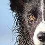 Arwen participe au concours pour gagner de l'argent avec cette photo : dog, close_up, wet_fur, black_and_white, animal, pet, eye, portrait, outdoor, nature, fur, canine, snout, whiskers, focused, background, sky, animal_face, muzzle, ears