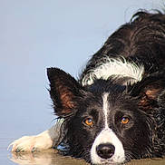 Arwen participe au concours pour gagner de l'argent avec cette photo : dog, border_collie, wet_fur, reflection, animal, pet, lying_down, face, ears, eyes, nose, water, outdoor, calm, close_up, portrait, black_and_white, fur, focus, animal_portrait