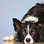 dog, border_collie, wet_fur, reflection, animal, pet, lying_down, face, ears, eyes, nose, water, outdoor, calm, close_up, portrait, black_and_white, fur, focus, animal_portrait