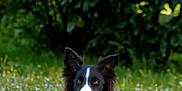 Arwen a rejoint le concours — aidez-le/la à gagner de superbes lots ! dog, border_collie, black_and_white, grass, outdoor, animal, pet, nature, greenery, wildflowers, fur, ears, lying_down, portrait, canine, mammal, eyes, alert, daylight, field