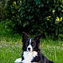 dog, border_collie, black_and_white, grass, outdoor, animal, pet, nature, greenery, wildflowers, fur, ears, lying_down, portrait, canine, mammal, eyes, alert, daylight, field