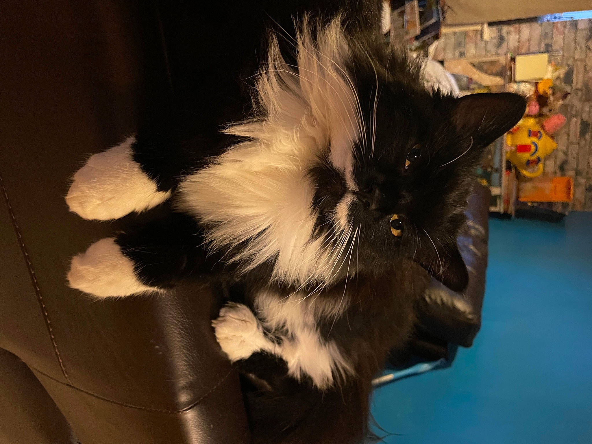 Gloria is registered to the contest to win money with this photo: box, carnivore, cat, cat_supply, claw, domestic_short_haired_cat, event, felidae, fur, natural_material, paw, small_to_medium_sized_cats, snout, tail, tints_and_shades, whiskers