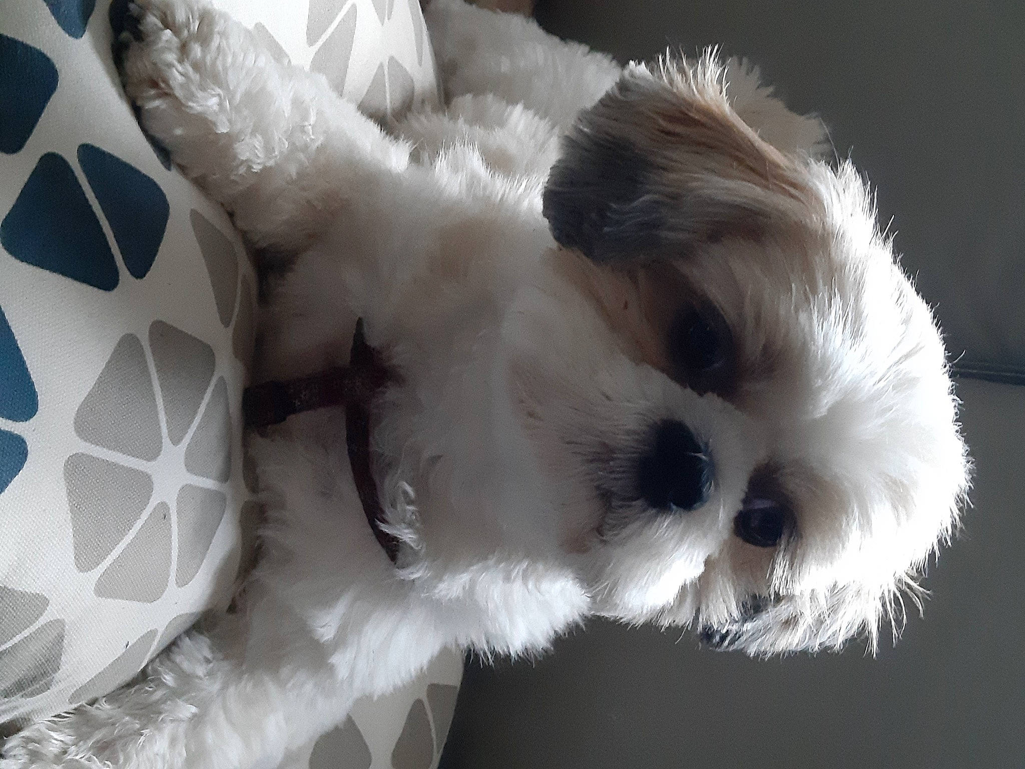 Priska a rejoint le concours — aidez-le/la à gagner de superbes lots ! ball, canidae, carnivore, companion_dog, dog, dog_breed, dog_supply, fawn, football, fur, pet_supply, snout, soccer, sporting_group, sports_equipment, tail, toy, toy_dog, whiskers, working_animal