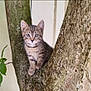 alert, animal, branches, cat, climbing, closeup, curious, cute, domestic_cat, feline, fur, kitten, nature, outdoor, pet, portrait, tabby, tree, whiskers, young