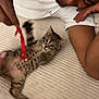 beige, cat, companionship, couch, cozy, cute, feline, happy, indoor, kitten, lying_down, person, pet, playing, red_string, smiling, tabby, toy, white_shirt, young_animal