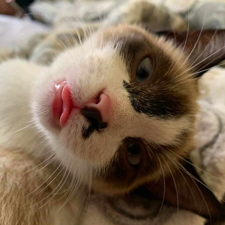 Lulu joined the competition — help win amazing prizes! abyssinian, animal, blanket, bodypart, canine, cat, electronics, furniture, hardware, kitten, manx, mouth, person, pet, quilt, siamese, sleeping, snout, teeth, tongue