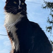 Spawn joined the competition — help win amazing prizes! animal, background, black_and_white, cat, closeup, daytime, ears, feline, fluffy, fur, majestic, nature, outdoor, pet, portrait, sitting, sky, sunlight, tree, whiskers