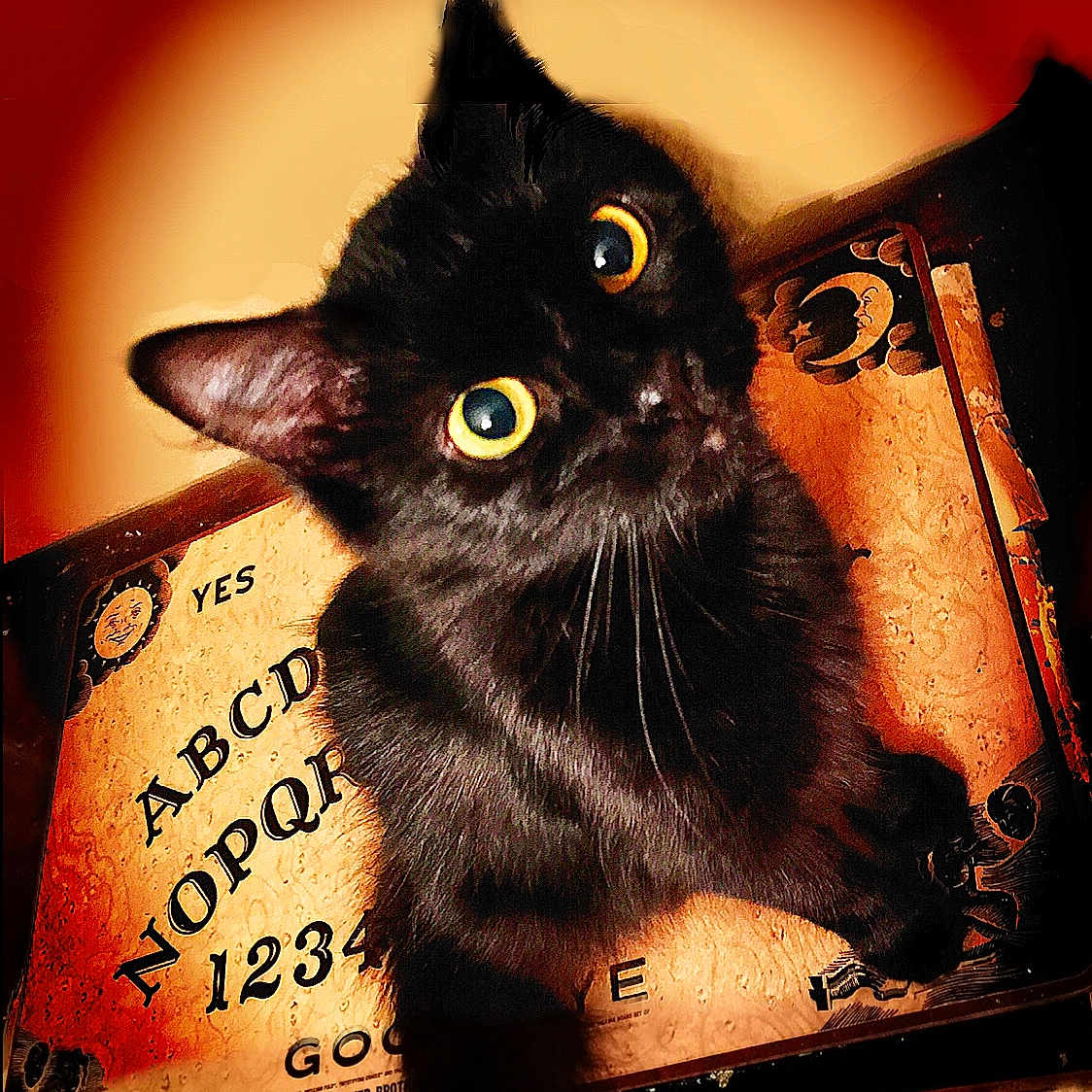 Vespa joined the competition — help win amazing prizes! asian, black_cat, bombay, carnivore, cat, domestic_short_haired_cat, eye, felidae, kitten, small_to_medium_sized_cats, whiskers