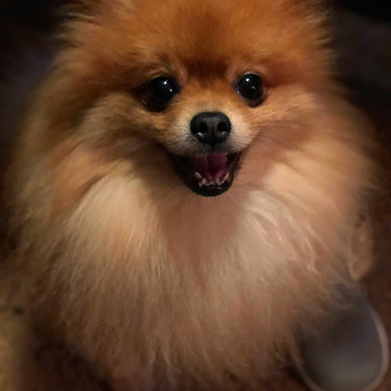 Furby