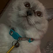 Snowbell is registered to the contest to win money with this photo: cat, pet, collar, bell, indoor, fur, animal, portrait, close_up, domestic, cute, whiskers, eyes, face, curious, feline, snapshot, camera_app, screenshot, dim_light