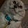 Snowbell