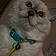 Snowbell