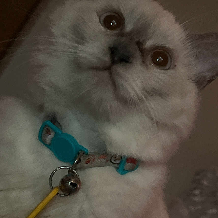 Snowbell