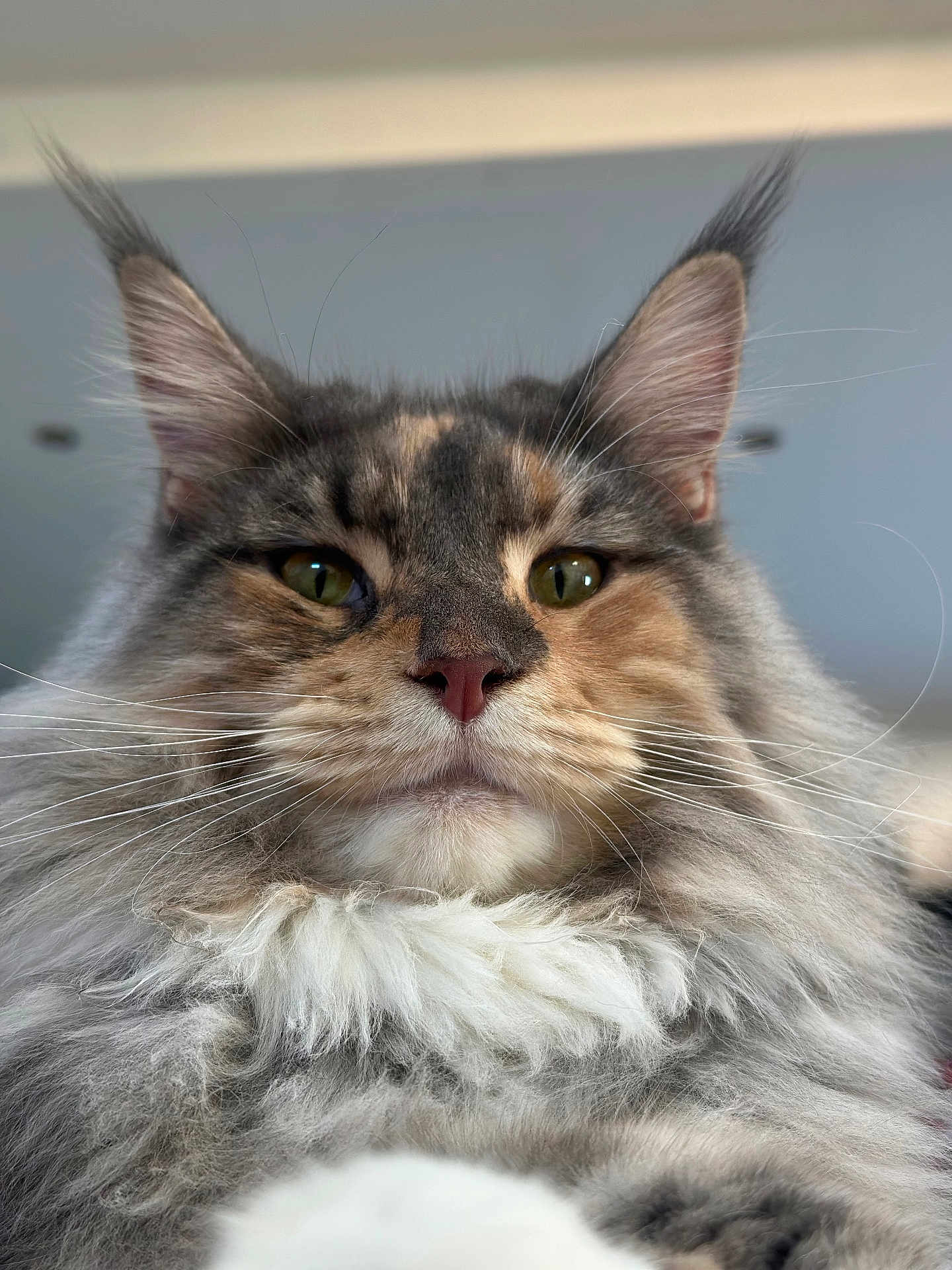 Vanya participe au concours pour gagner de l'argent avec cette photo : cat, fluffy, close_up, portrait, ears, whiskers, feline, animal, pet, fur, green_eyes, indoors, majestic, soft_light, tufted_ears, muzzle, nose, long_whiskers, looking_down, domestic_cat