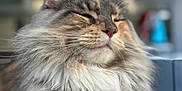 Vanya participe au concours pour gagner de l'argent avec cette photo : cat, fluffy, relaxed, indoor, closeup, whiskers, fur, pet, cute, animal, muzzle, paw, laying, calm, domestic, feline, soft_focus, portrait, long_hair, sleepy