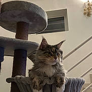 Vanya participe au concours pour gagner de l'argent avec cette photo : cat, feline, pet, indoor, cat_tree, hammock, fur, whiskers, paws, stairs, window, light, cozy, relaxed, animal, mammal, domestic, home, resting, cute