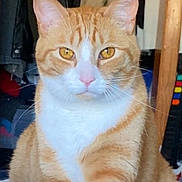 Ozzy joined the competition — help win amazing prizes! cat, orange_cat, white_cat, indoor, pet, animal, feline, whiskers, ears, fur, golden_eyes, closeup, domestic_cat, sitting, looking, household, cozy, portrait, cute, mammal