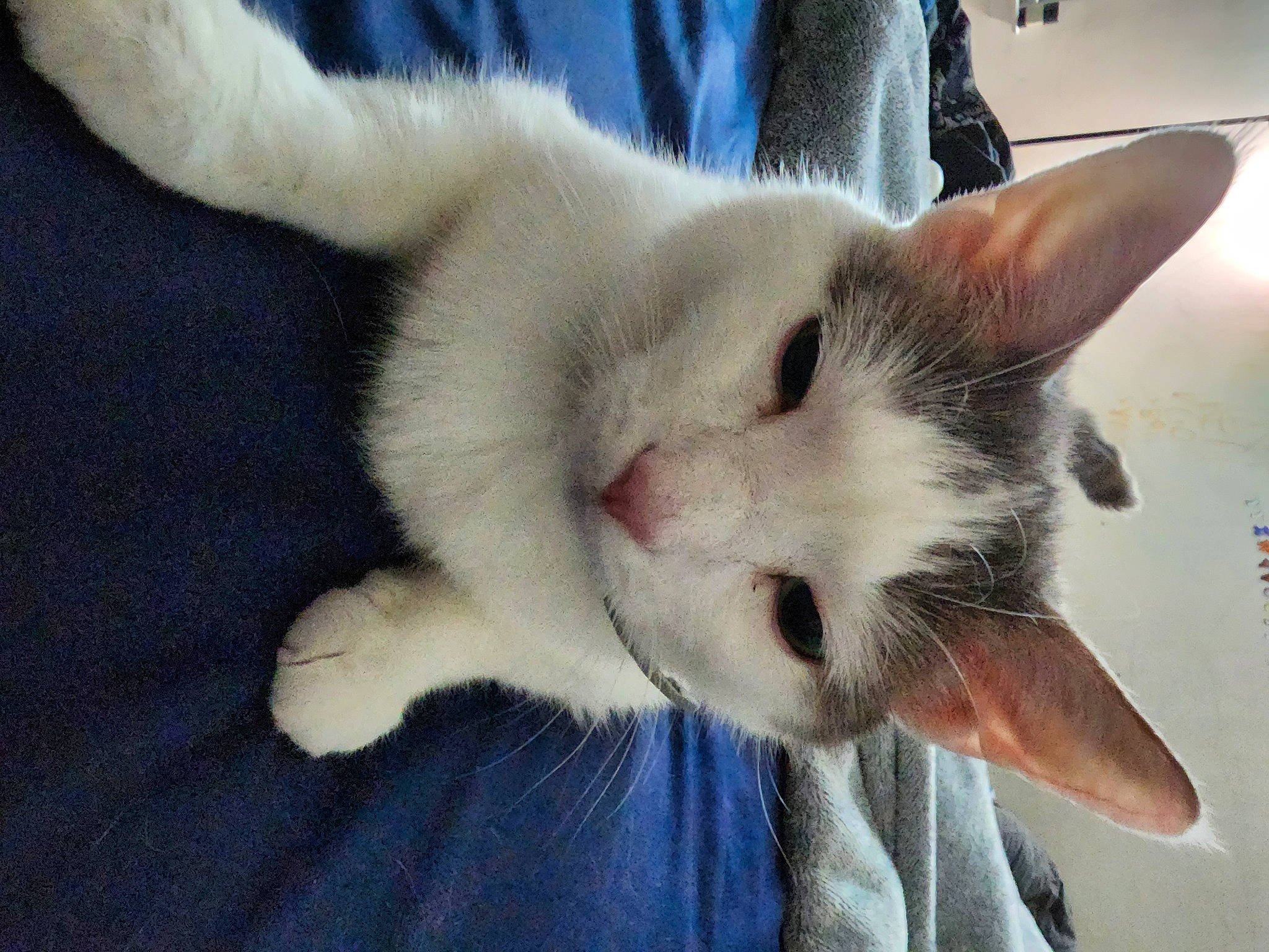 Bell joined the competition — help win amazing prizes! carnivore, cat, claw, comfort, domestic_short_haired_cat, fang, fawn, felidae, flooring, fur, paw, small_to_medium_sized_cats, tail, thai, whiskers