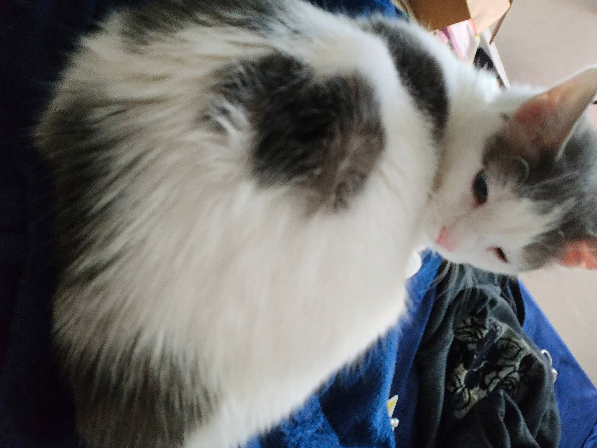 Bell is registered to the contest to win money with this photo: canidae, carnivore, cat, collar, domestic_short_haired_cat, fang, felidae, fur, paw, small_to_medium_sized_cats, snout, tail, whiskers