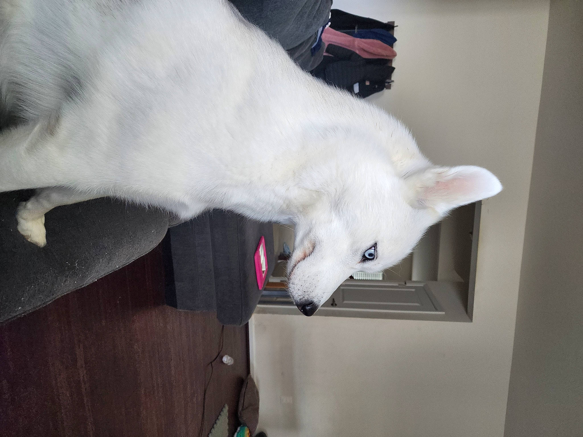 Luna joined the competition — help win amazing prizes! canidae, carnivore, collar, companion_dog, dog, dog_breed, ear, felidae, fur, gesture, jaw, non_sporting_group, paw, small_to_medium_sized_cats, snout, sporting_group, tail, whiskers, working_animal