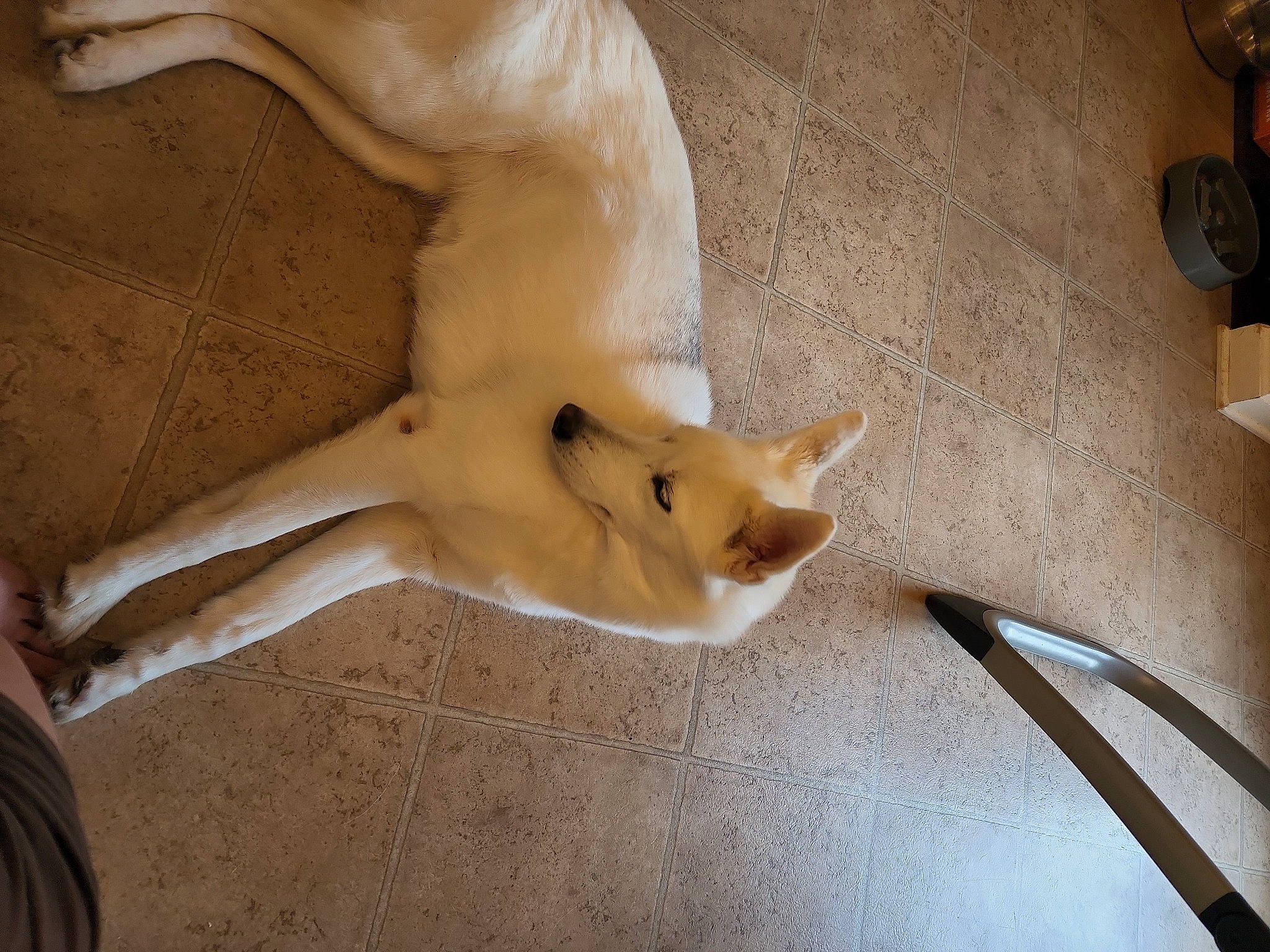 Luna is registered to the contest to win money with this photo: canidae, carnivore, comfort, companion_dog, dog, dog_breed, fawn, flooring, foot, fur, hardwood, human_leg, non_sporting_group, paw, snout, sporting_group, tail, terrestrial_animal, wood, working_animal