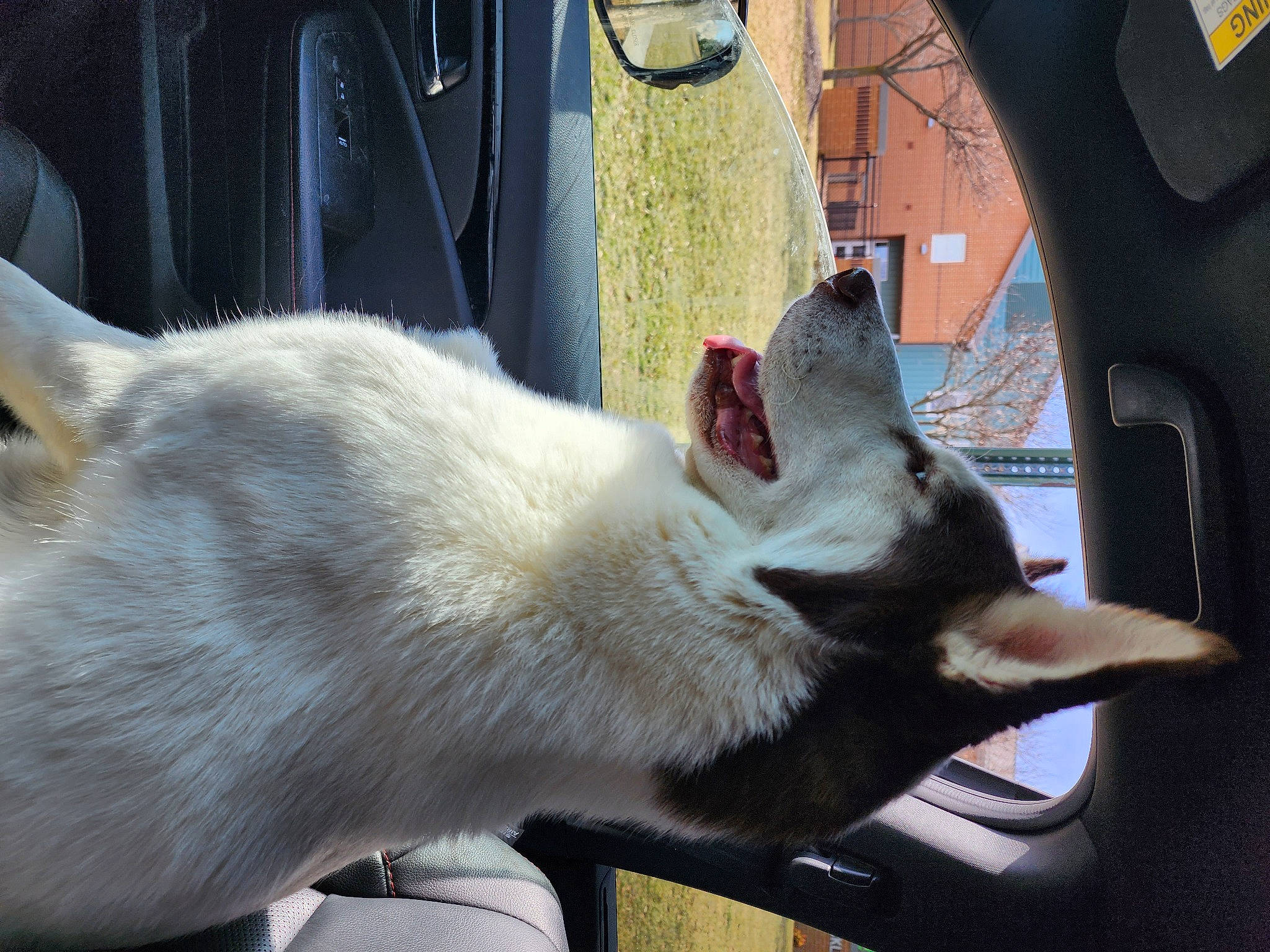 Max is registered to the contest to win money with this photo: automotive_window_part, canidae, carnivore, claw, collar, dog_breed, fawn, felidae, fur, gas, jaw, small_to_medium_sized_cats, snout, sporting_group, tail, terrestrial_animal, vehicle, vehicle_door, whiskers, windshield