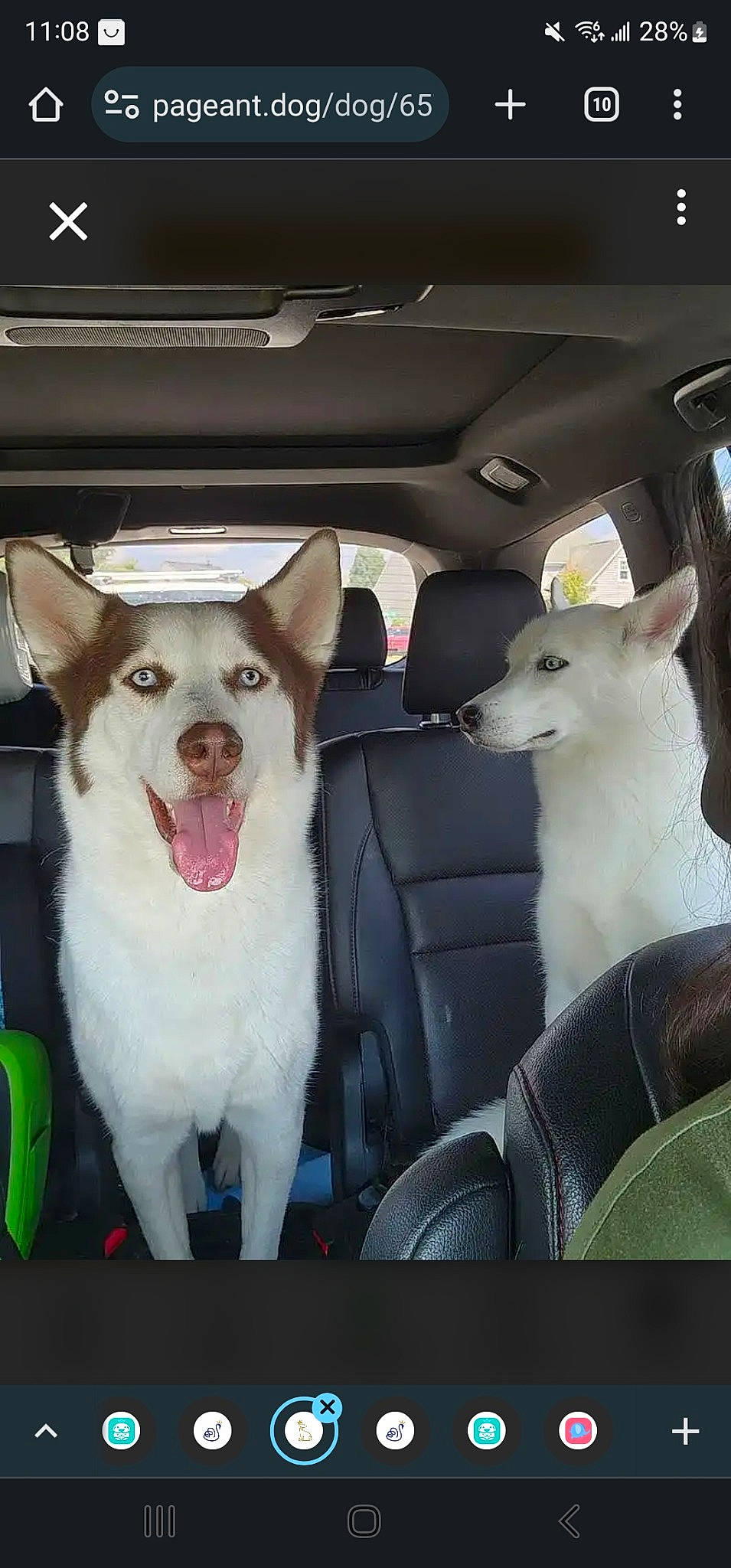 Max joined the competition — help win amazing prizes! automotive_exterior, automotive_lighting, car, car_seat, car_seat_cover, carnivore, collar, companion_dog, dog, dog_breed, dog_collar, fang, head_restraint, motor_vehicle, seat_belt, snout, steering_wheel, vehicle, vehicle_door, white