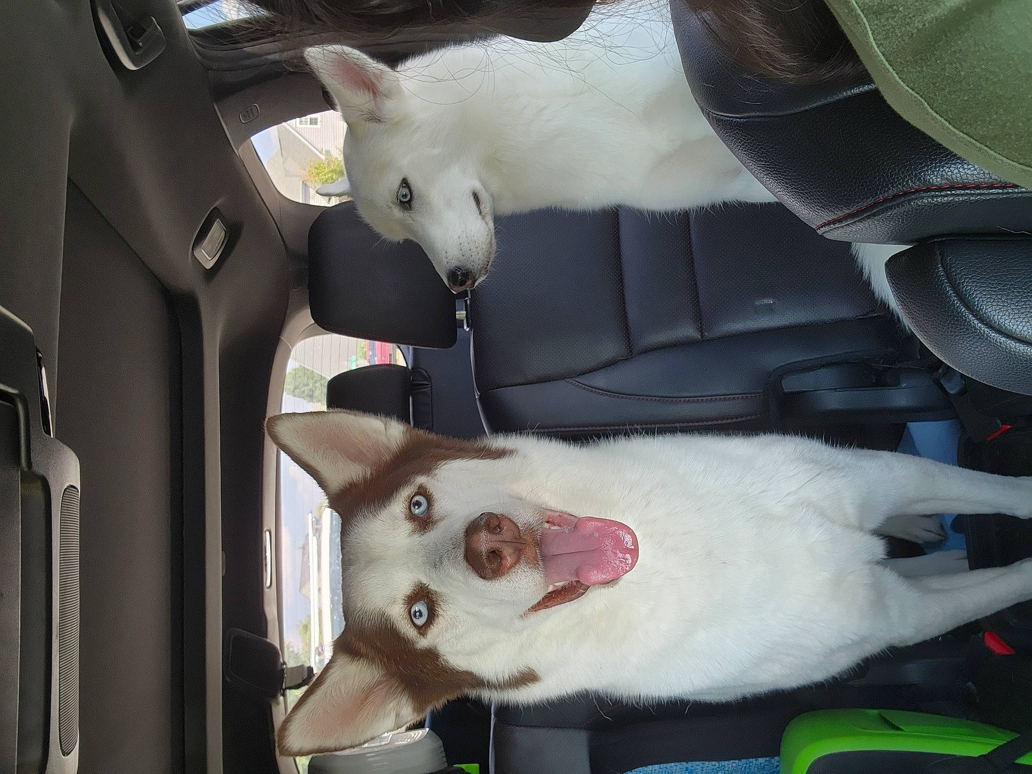 Luna is registered to the contest to win money with this photo: auto_part, automotive_design, car, car_seat, car_seat_cover, carnivore, collar, comfort, companion_dog, dog, dog_breed, mammal, motor_vehicle, seat_belt, snout, tail, vehicle, vehicle_door, vertebrate, white