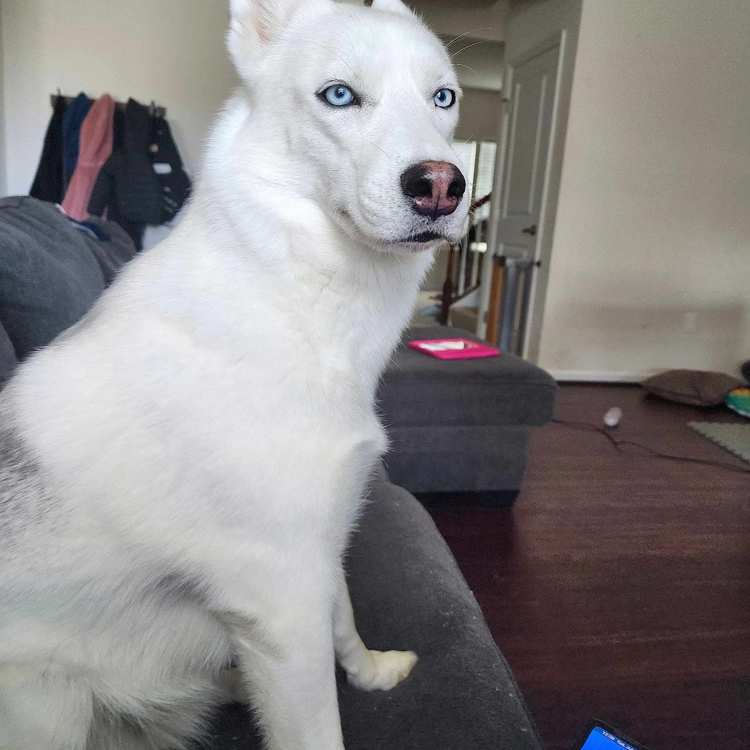Luna