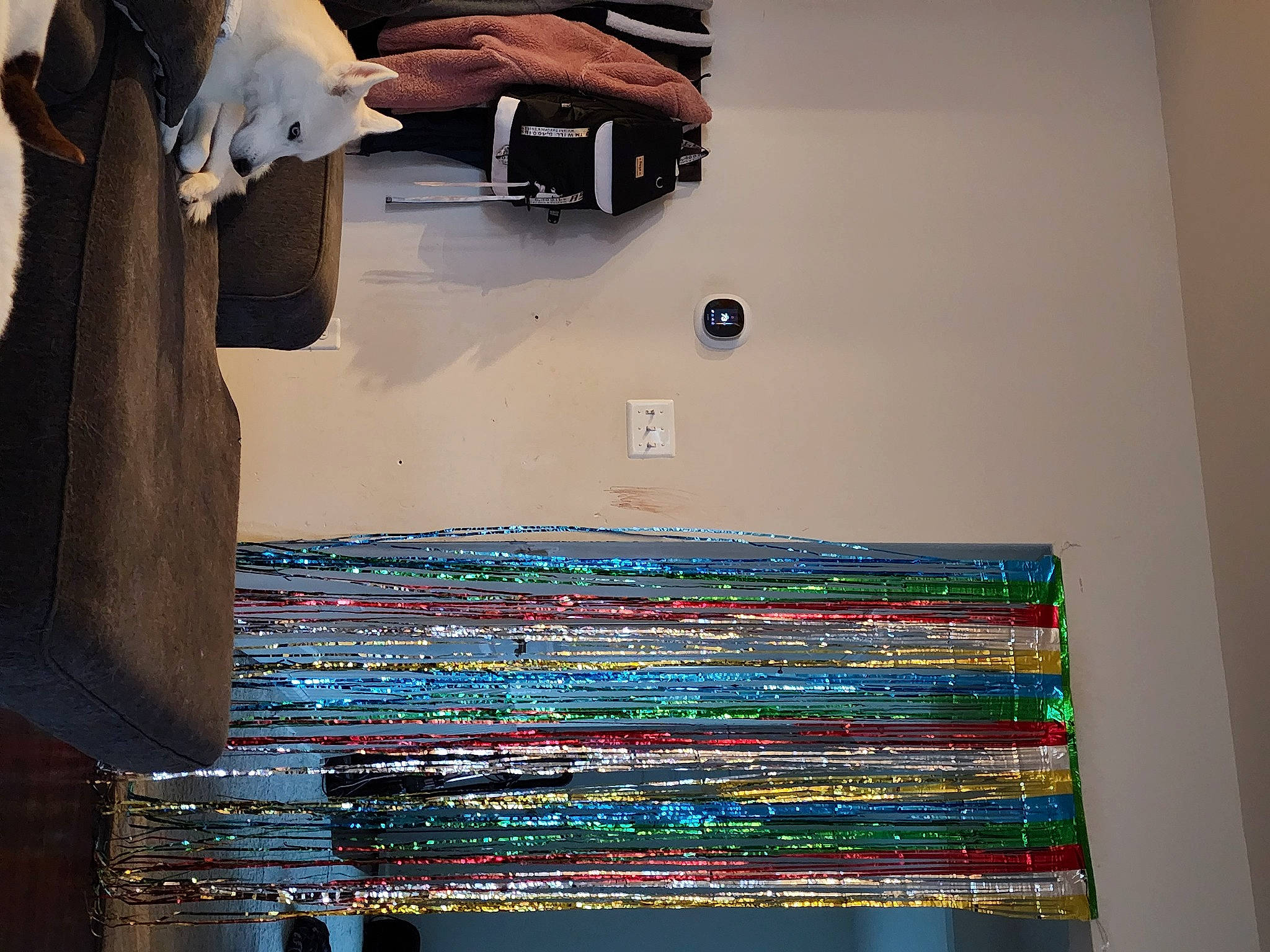 Luna joined the competition — help win amazing prizes! art, denim, elbow, electric_blue, fashion_design, flash_photography, flooring, line, rectangle, room, shelf, tints_and_shades, visual_arts, wood, wrist