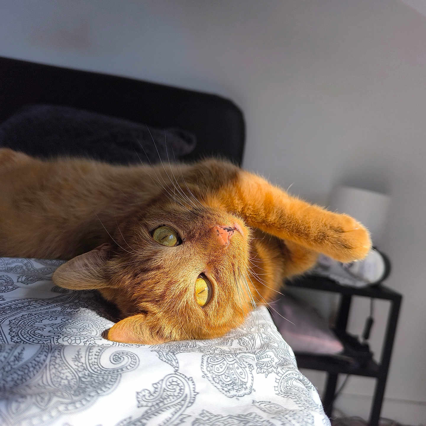 Ulysse a rejoint le concours — aidez-le/la à gagner de superbes lots ! abyssinian, animal, armchair, bed, blanket, cat, chair, computer, couch, cushion, electronics, furniture, homedecor, kitten, laptop, manx, pc, pet, plywood, wood