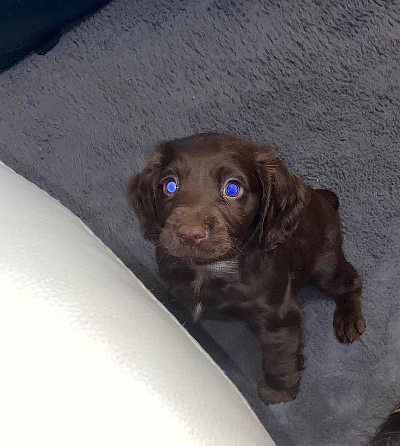 Mila joined the competition — help win amazing prizes! canidae, carnivore, companion_dog, dog, dog_breed, fur, gun_dog, hunting_dog, liver, puppy, sporting_group, toy, whiskers, working_animal