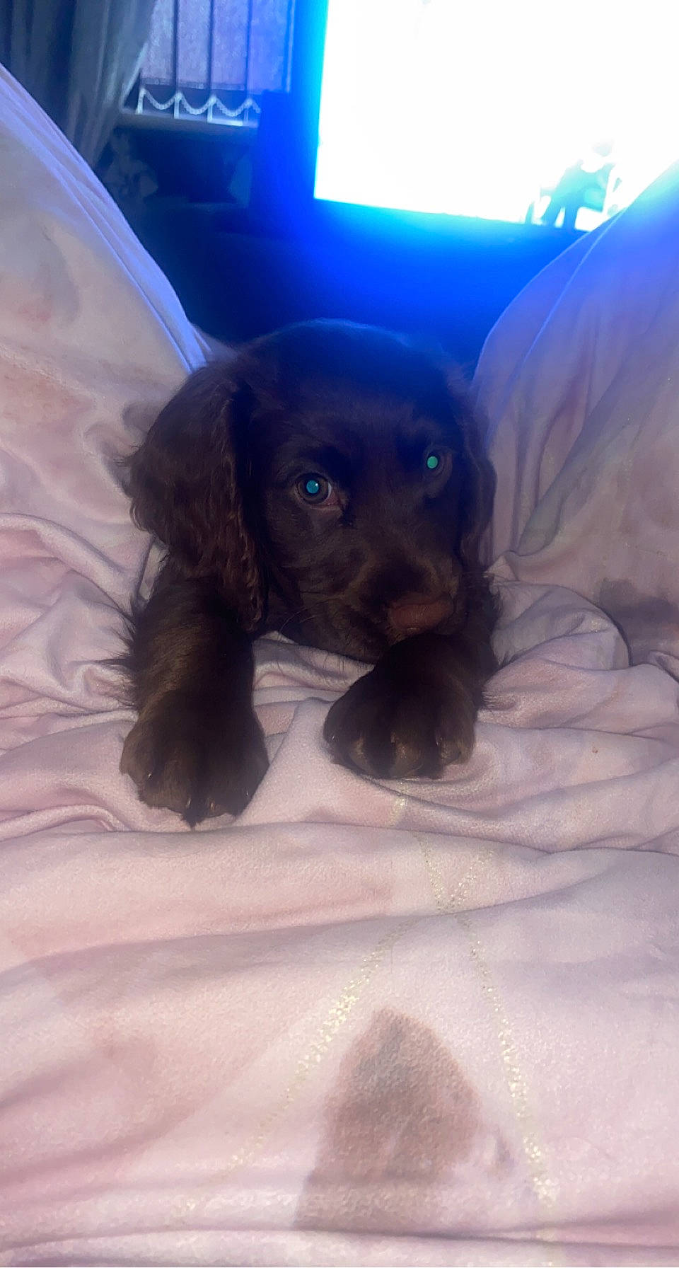 Mila joined the competition — help win amazing prizes! canidae, carnivore, claw, comfort, companion_dog, dog, dog_breed, electric_blue, fawn, fur, guard_dog, liver, paw, puppy, snout, sporting_group, toy, toy_dog, whiskers, working_animal