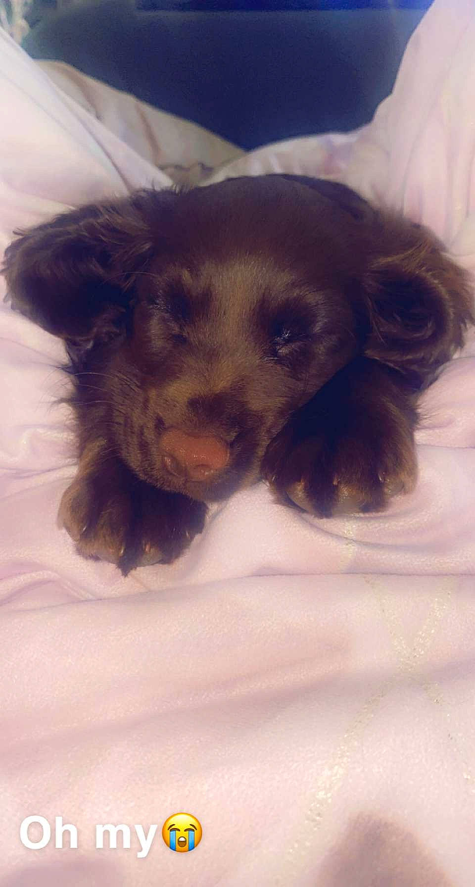 Mila is registered to the contest to win money with this photo: canidae, carnivore, companion_dog, dog, dog_breed, dog_supply, ear, fawn, fur, liver, paw, pet_supply, puppy_love, snout, snow, sporting_group, toy_dog, whiskers, working_animal, working_dog