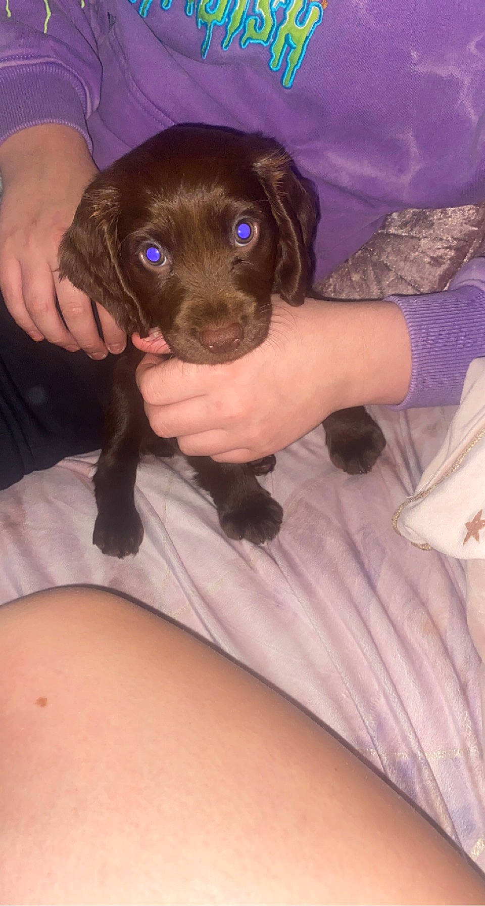 Mila joined the competition — help win amazing prizes! borador, canidae, carnivore, comfort, companion_dog, dog, dog_breed, fawn, fur, gun_dog, hunting_dog, liver, non_sporting_group, puppy, snout, sporting_group, working_animal