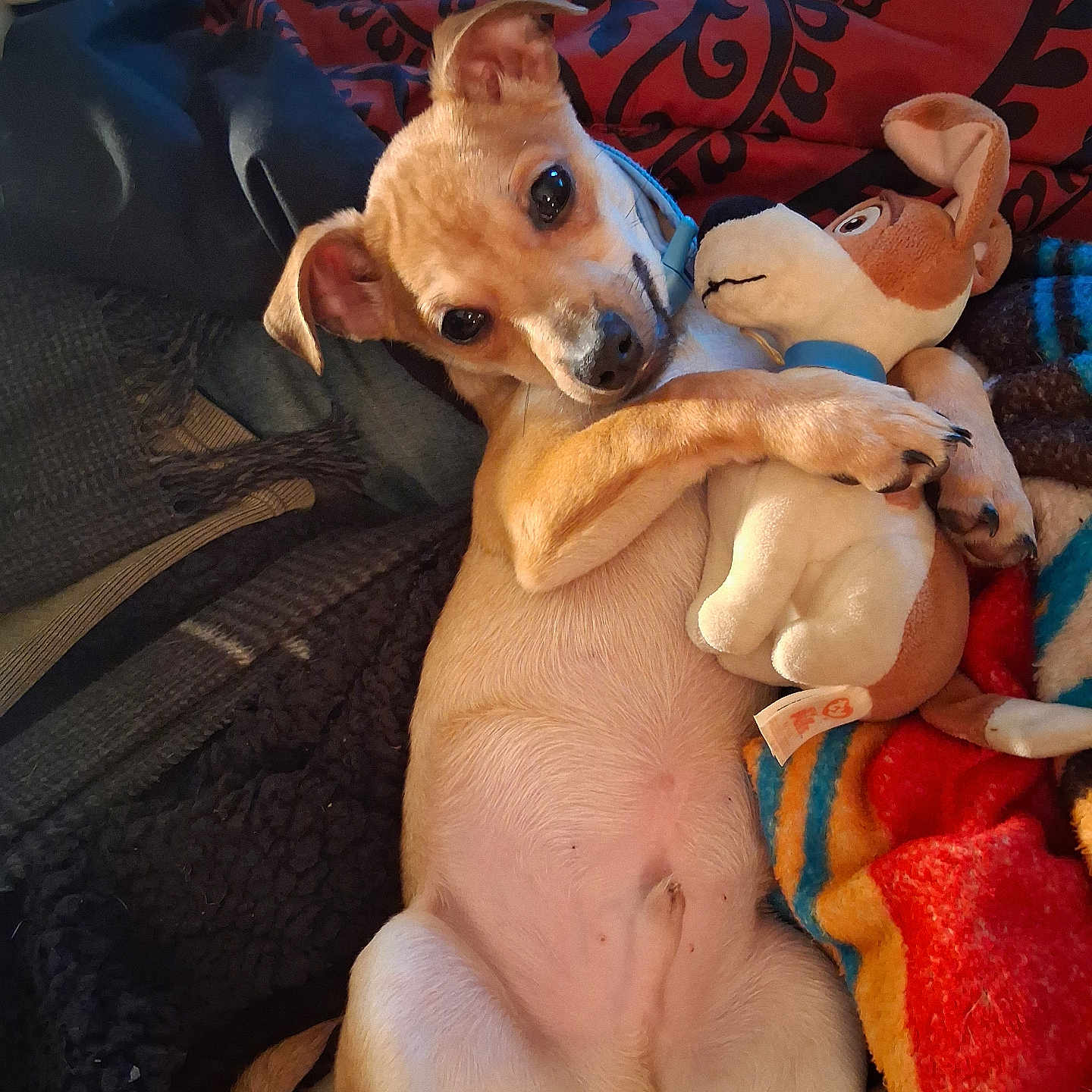 Copper Julio Acosta is registered to the contest to win money with this photo: blanket, comfort, cozy, cute, dog, ears, eyes, fabric, fur, home, hugging, indoor, lying_down, pet, plush_toy, relaxed, small_dog, tan, toy, white