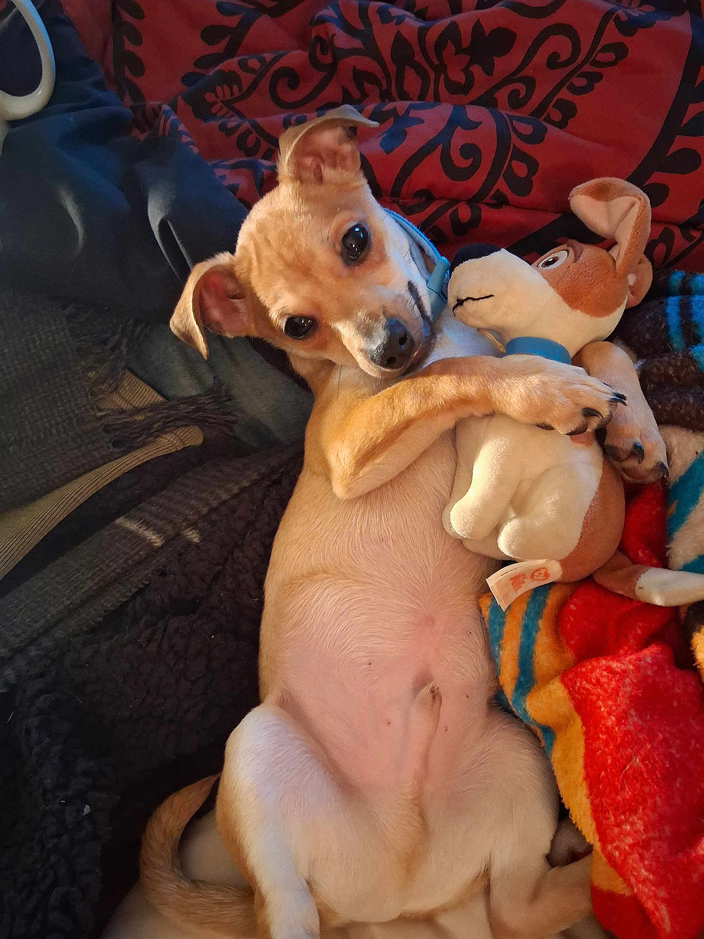 Copper Julio Acosta is registered to the contest to win money with this photo: dog, plush_toy, blanket, fabric, cozy, indoor, pet, cute, relaxed, small_dog, tan, white, fur, ears, eyes, lying_down, hugging, toy, comfort, home