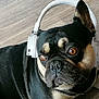 Guismo a rejoint le concours — aidez-le/la à gagner de superbes lots ! dog, french_bulldog, headphones, pet, animal, indoor, floor, black_coat, brown_eyes, closeup, portrait, cute, ears, looking_away, domestic_animal, companion, relaxed, white_headphones, wooden_floor, side_view