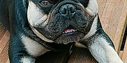 Guismo a rejoint le concours — aidez-le/la à gagner de superbes lots ! dog, french_bulldog, pet, animal, canine, wood, deck, ears, face, eyes, paws, fur, outdoor, laying, looking, closeup, tongue, snout, black, brown