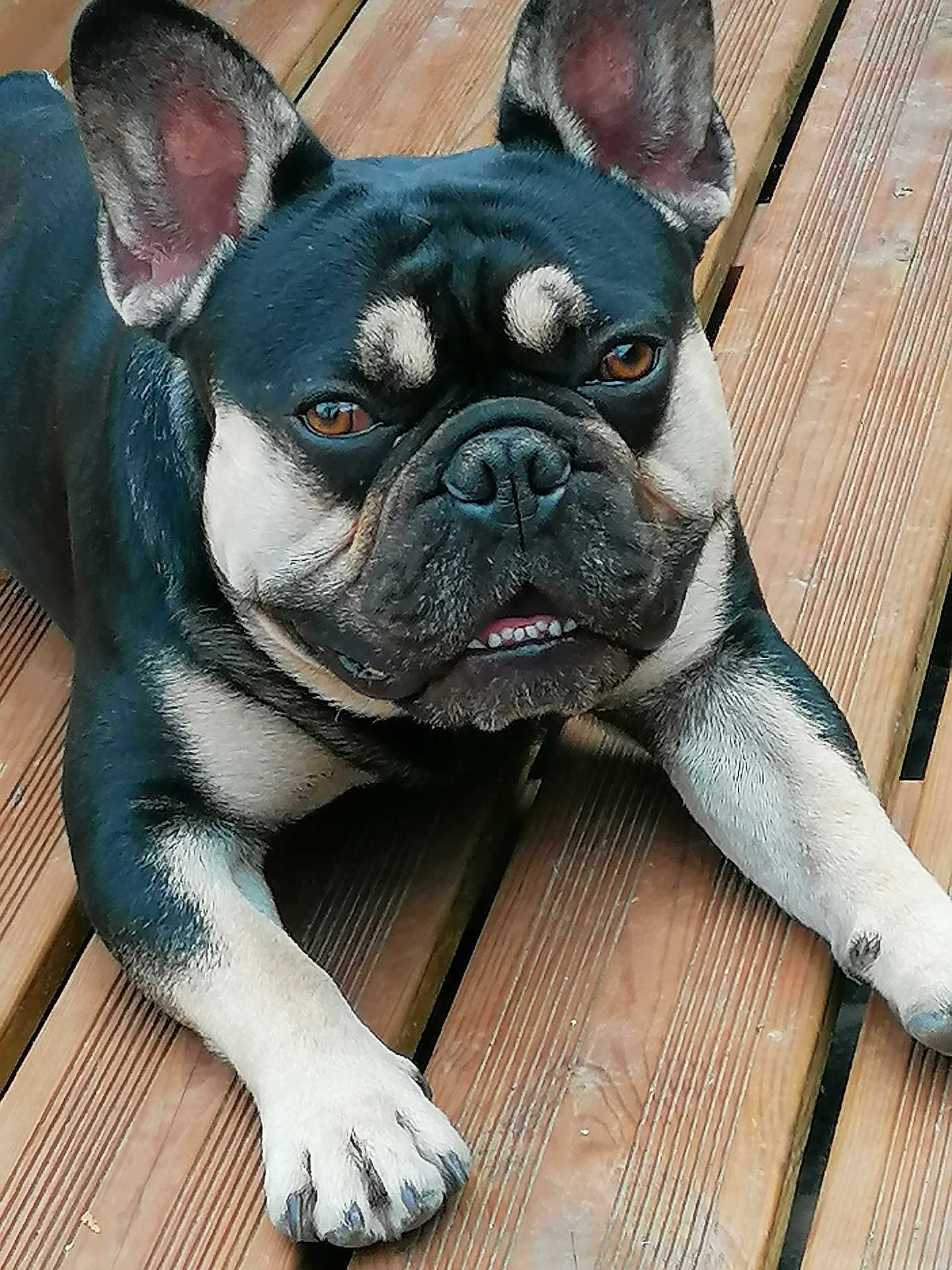 Guismo a rejoint le concours — aidez-le/la à gagner de superbes lots ! dog, french_bulldog, pet, animal, canine, wood, deck, ears, face, eyes, paws, fur, outdoor, laying, looking, closeup, tongue, snout, black, brown