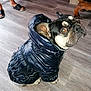 Guismo participe au concours pour gagner de l'argent avec cette photo : french_bulldog, dog, pet_clothing, jacket, indoor, wooden_floor, flooring, looking_up, black_jacket, small_dog, canine, domestic_animal, household, person_legs, footwear, slippers, furniture, chair, red_wall, curious