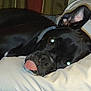 animal, black_dog, canine, close_up, companion, cozy, cute, dog, domestic_animal, ears_up, face, fur, indoor, lying_down, pet, pillow, relaxed, resting, sleepy, tongue_out