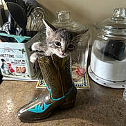 Fiero joined the competition — help win amazing prizes! kitten, cat, cowboy_boot, kitchen_counter, utensils, glass_jars, curious, gray_cat, small_animal, indoor, cute, pet, domestic_cat, feline, playful, container, household, decorative, whiskers, paws