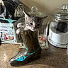 kitten, cat, cowboy_boot, kitchen_counter, utensils, glass_jars, curious, gray_cat, small_animal, indoor, cute, pet, domestic_cat, feline, playful, container, household, decorative, whiskers, paws
