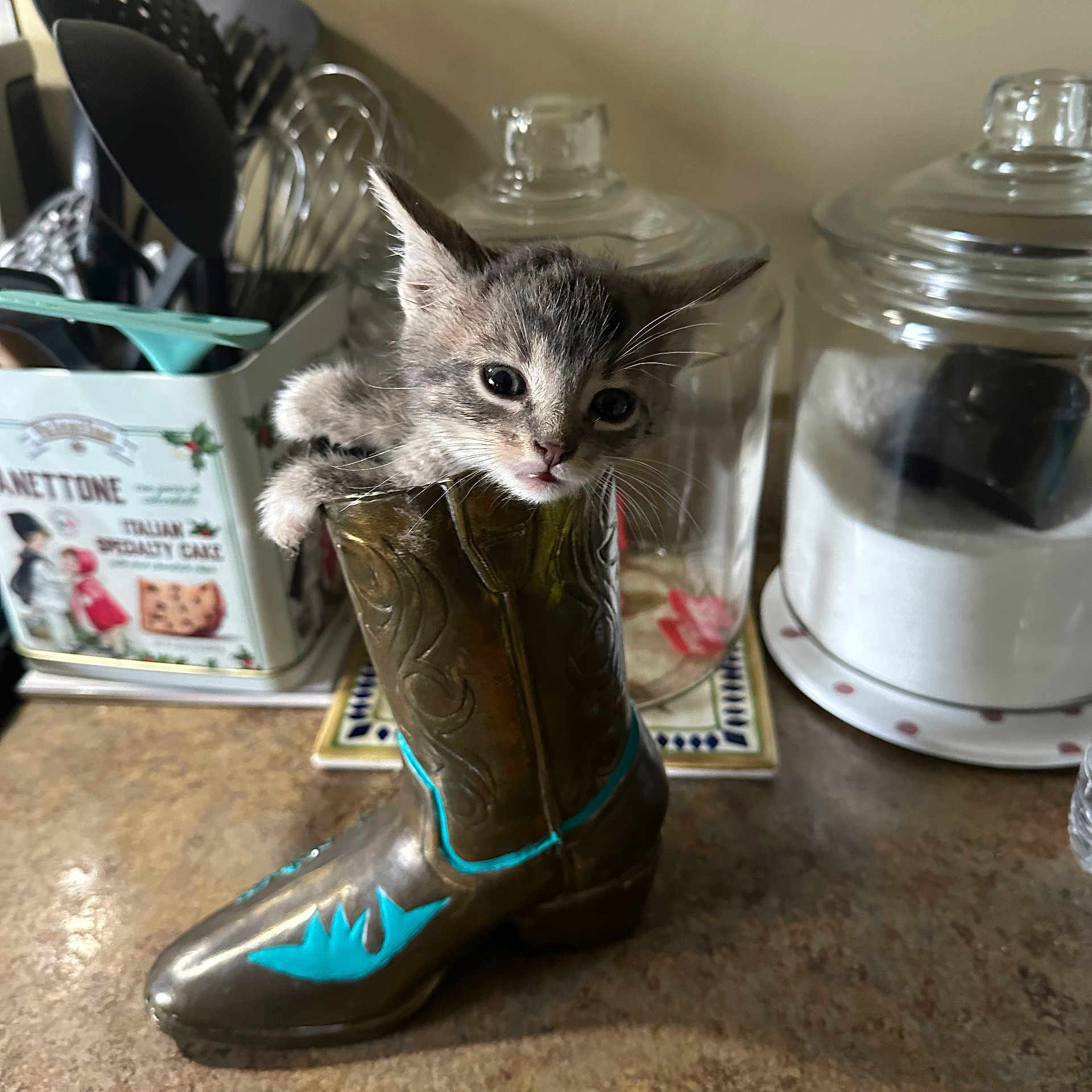 Fiero joined the competition — help win amazing prizes! kitten, cat, cowboy_boot, kitchen_counter, utensils, glass_jars, curious, gray_cat, small_animal, indoor, cute, pet, domestic_cat, feline, playful, container, household, decorative, whiskers, paws